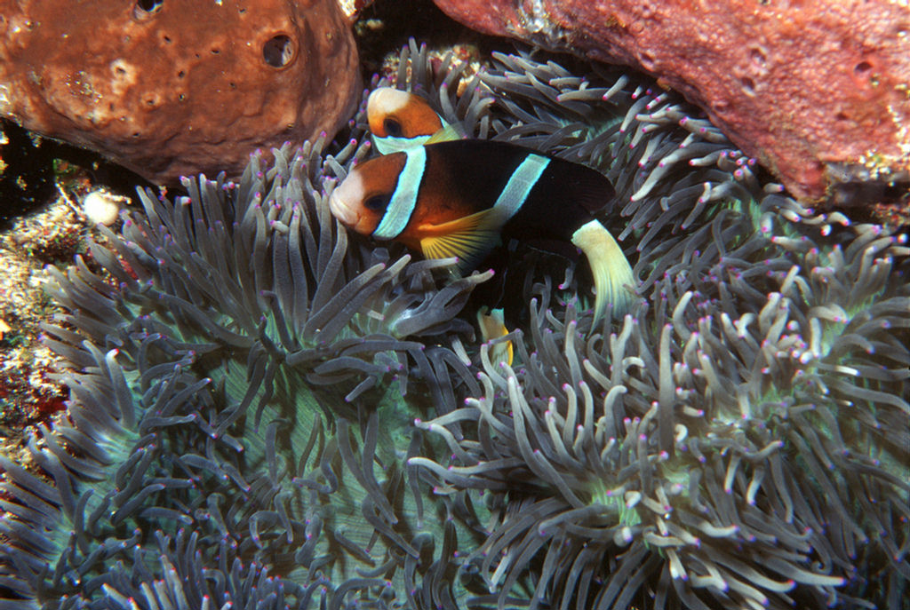 Amphiprion akindynos (Pesce pagliaccio di barriera)